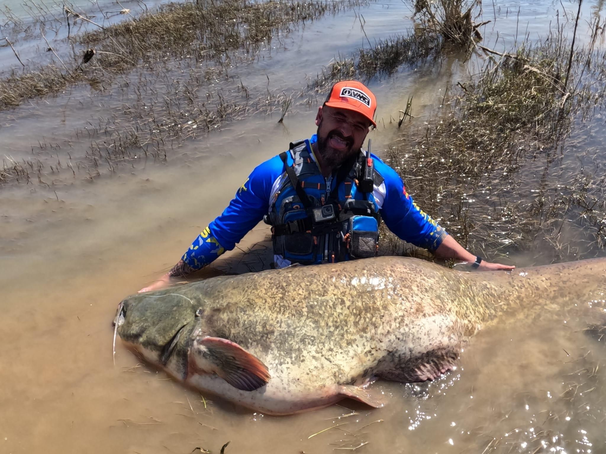 EN IMÁGENES: El monstruoso siluro pescado por unos asturianos en el Ebro
