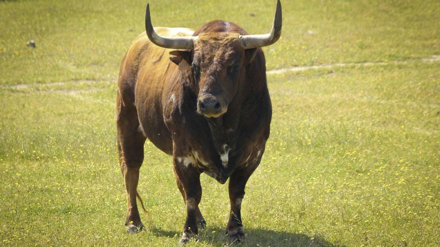 El Toro Enmaromado de Benavente, portada de Bous al Carrer