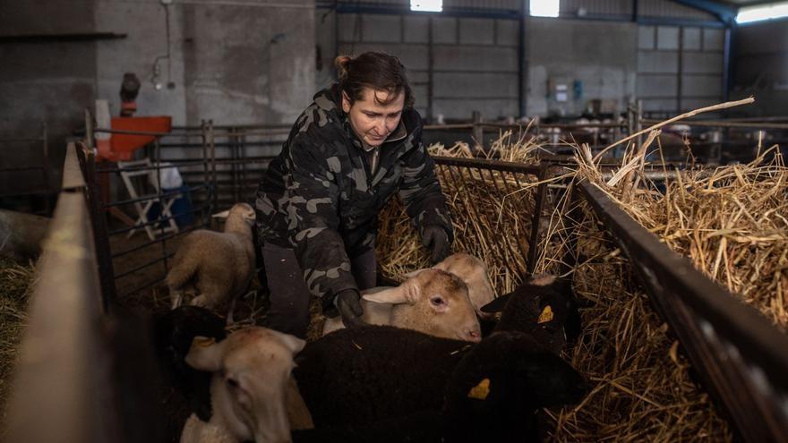 VÍDEO | Lechazo de Zamora para la Navidad del COVID