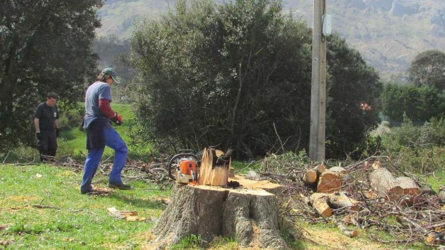 Cortan tres pinos de El Sablón y un tilo del campo de la Guía