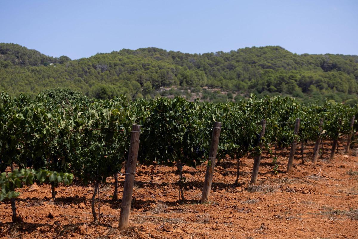 El vino de Ibiza está de enhorabuena esta añada: hasta 80.000 botellas en algunas bodegas