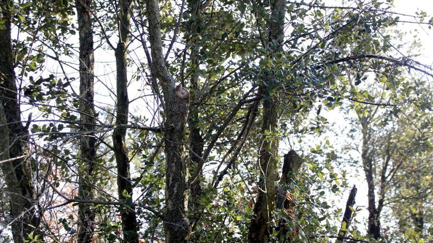 Un arbre tallat, a Caldes de Malavella