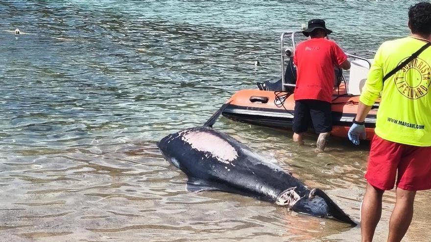 Encuentran un delfín muerto con heridas de hélice en una cala de Ibiza