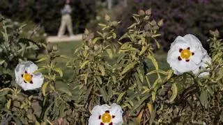 ¡Atención, alérgicos! ¿Cómo será esta primavera? ¿Afectará la falta de lluvias y este "veranillo" adelantado?