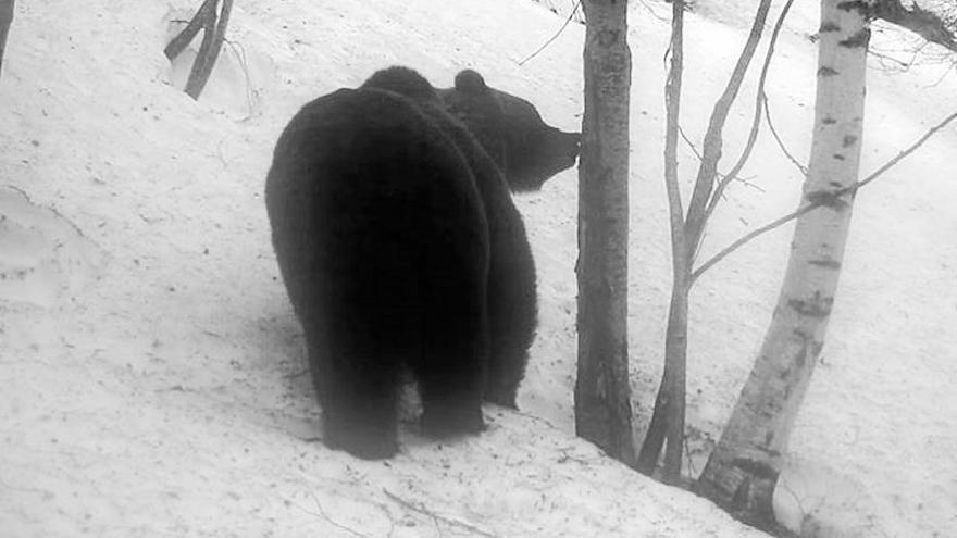 Cifra récord de nacimientos de osos en el Pirineo