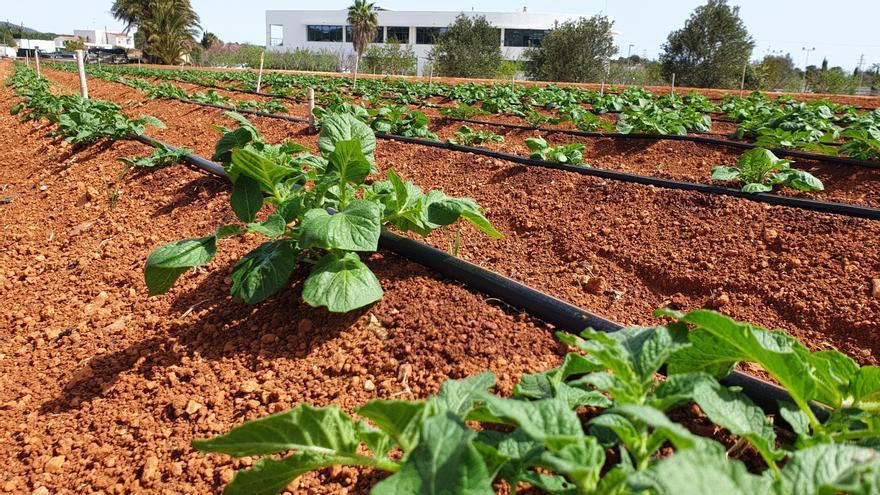 Comienza en Ibiza el ensayo agronómico que estudia nuevas variedades de patata