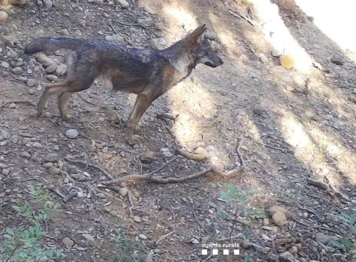 El llop es reprodueix per primer cop a Catalunya després d’un segle