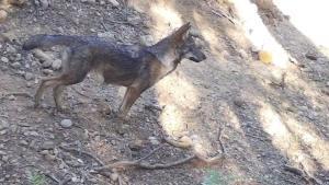 El llop es reprodueix per primer cop a Catalunya després d’un segle