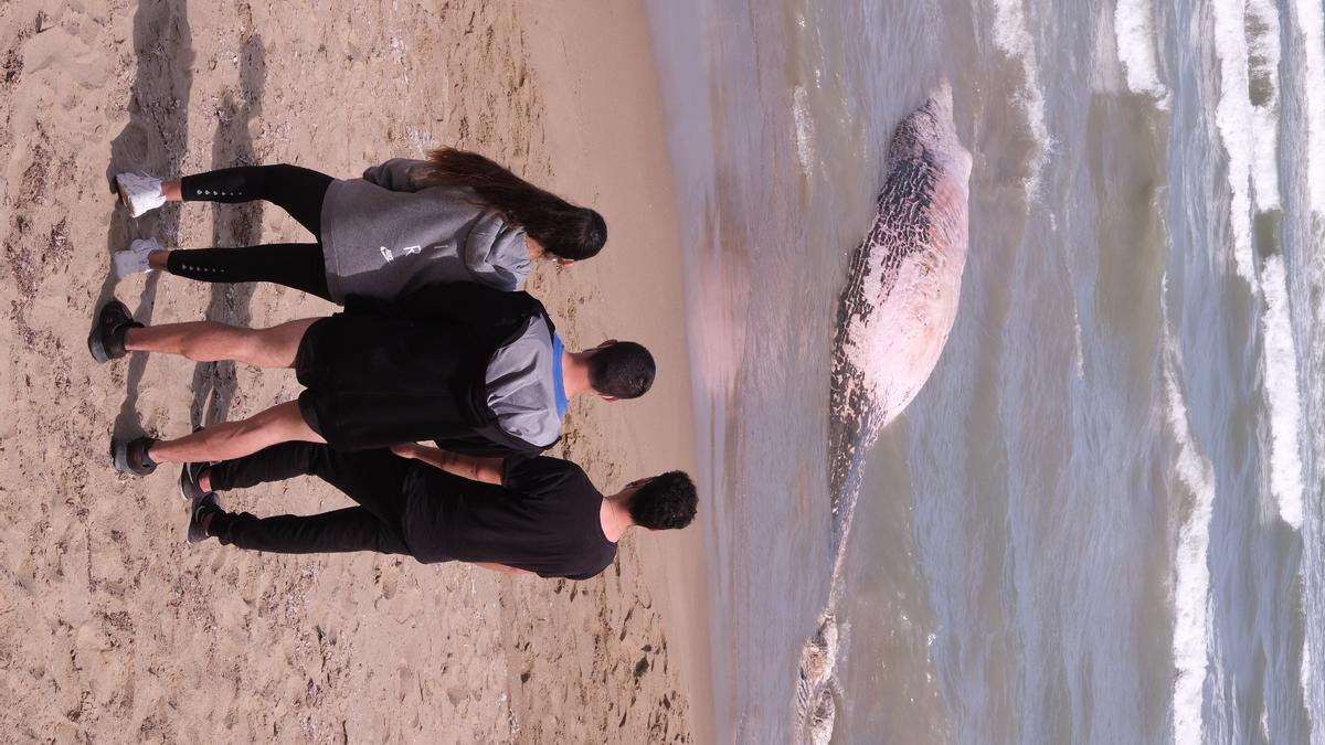 Aparece una ballena muerta en Guardamar