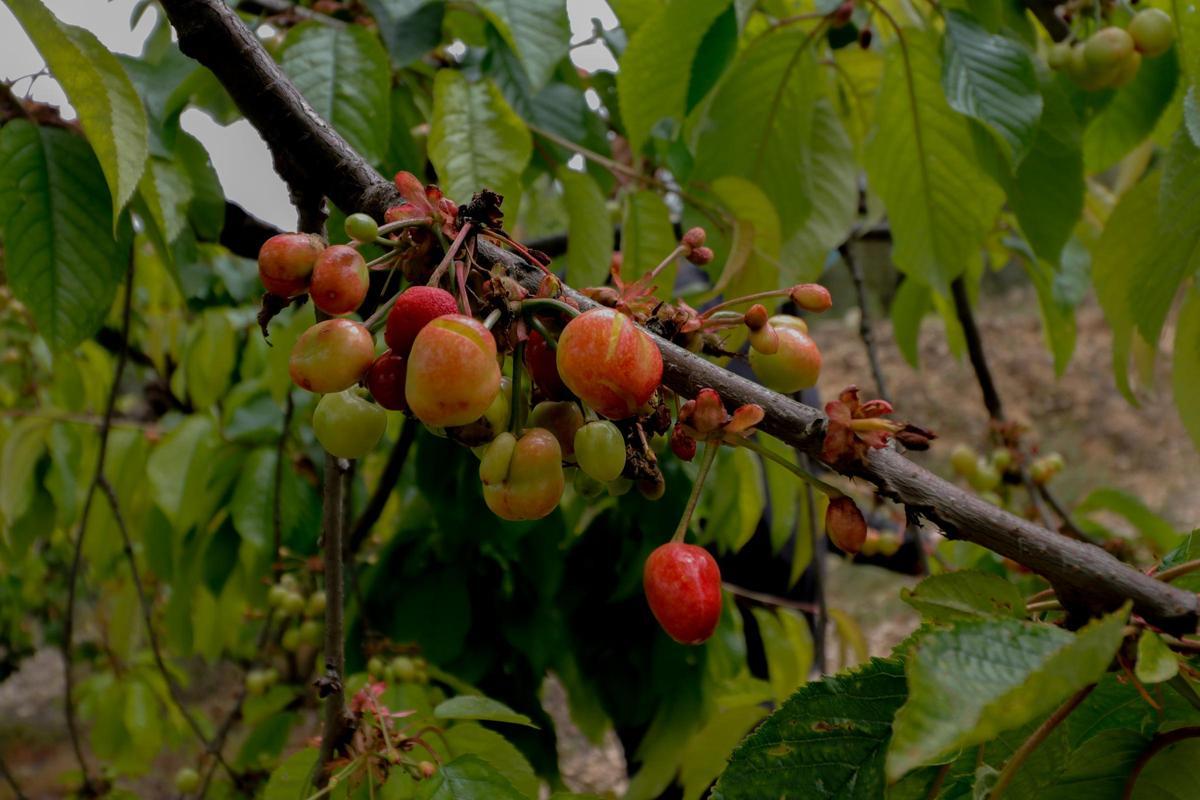 Cerezas dañadas en la zona de la Montaña de Alicante.