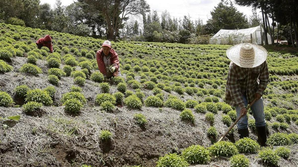 El 46% de los asesinatos de líderes sociales en el mundo en 2022 se cometió en Colombia.