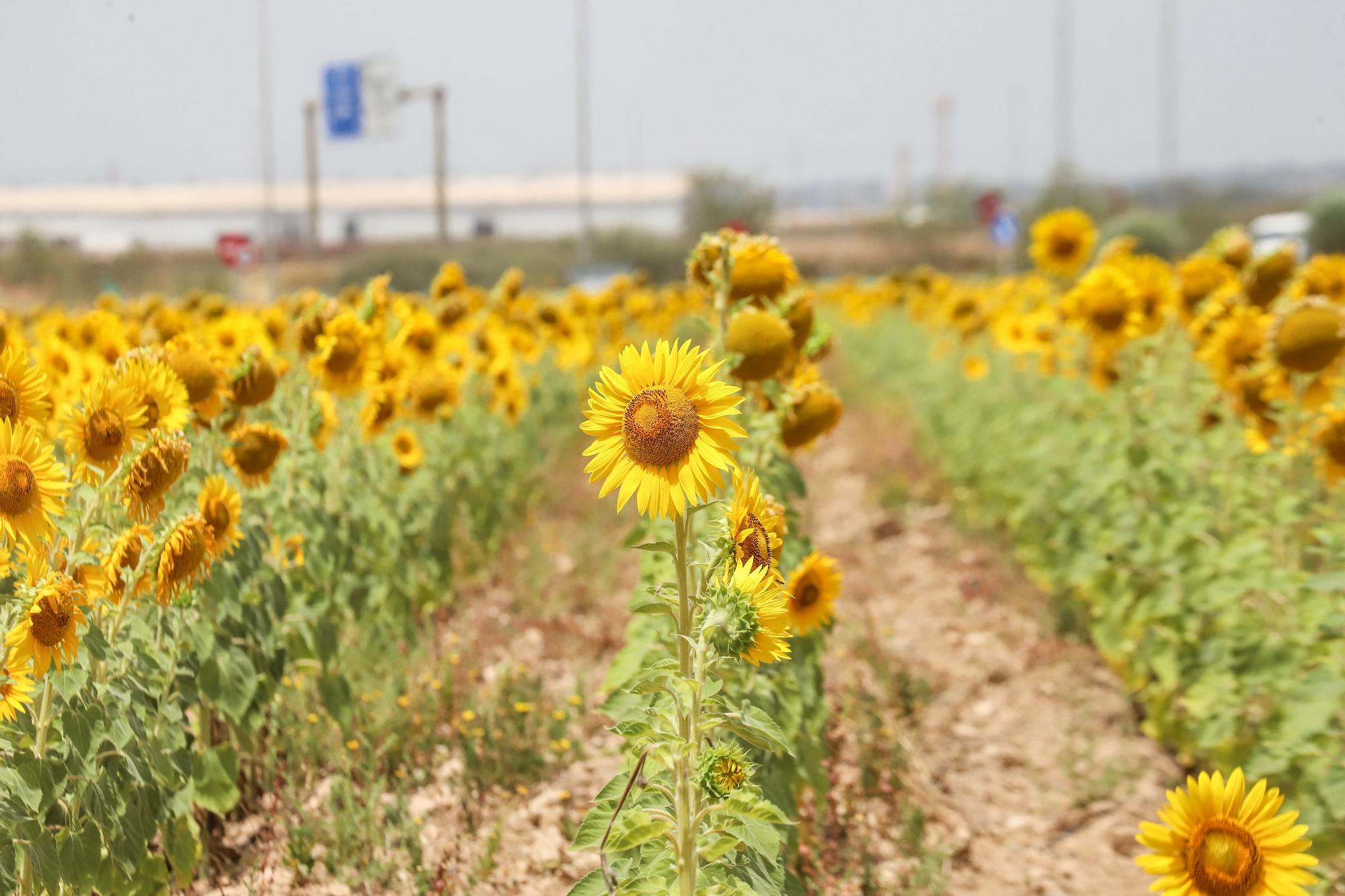 Los espectaculares campos de girasol plantados en Pilar de la Horadada