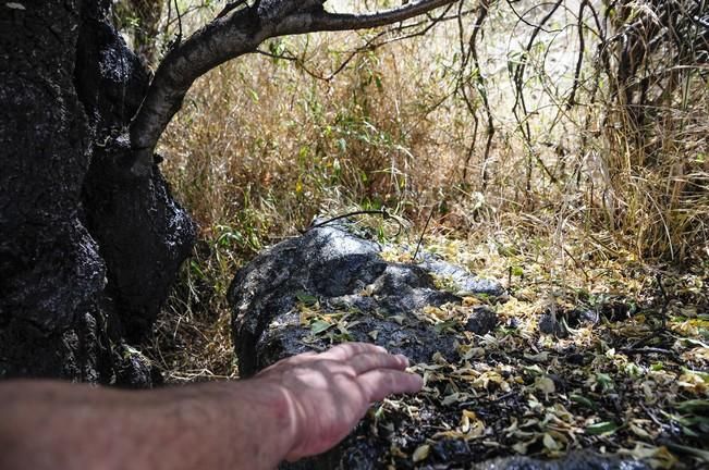 Reportaje sobre la enfermedad del pulgon negro ...