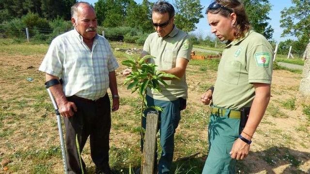 Dos agentes forestales controlan un ejemplar joven de castaño en busca de enfermedades.