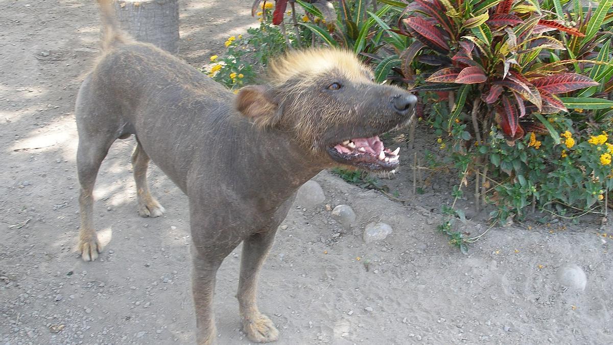 La diversidad canina en su máxima expresión: las razas de perros pequeños más feos del mundo