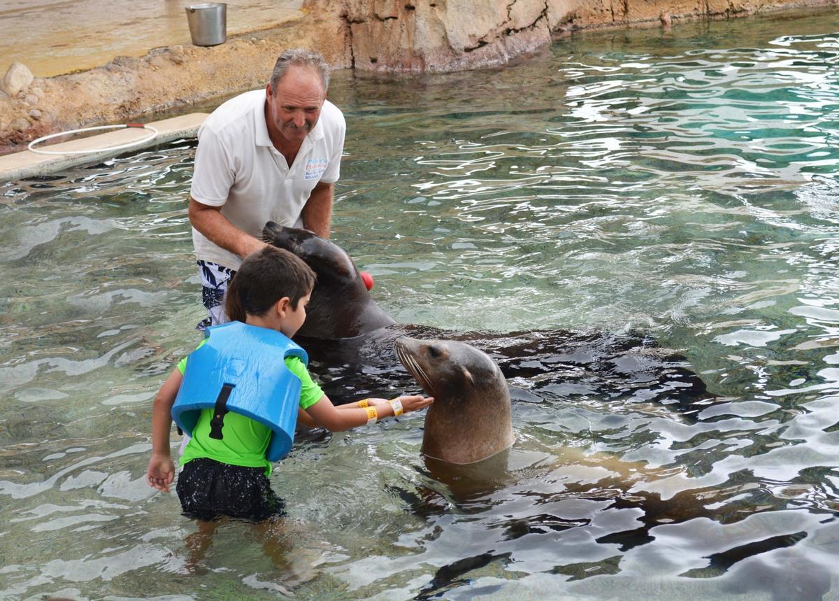 Aprende curiosidades y características sobre los leones marinos e interacciona con ellos.