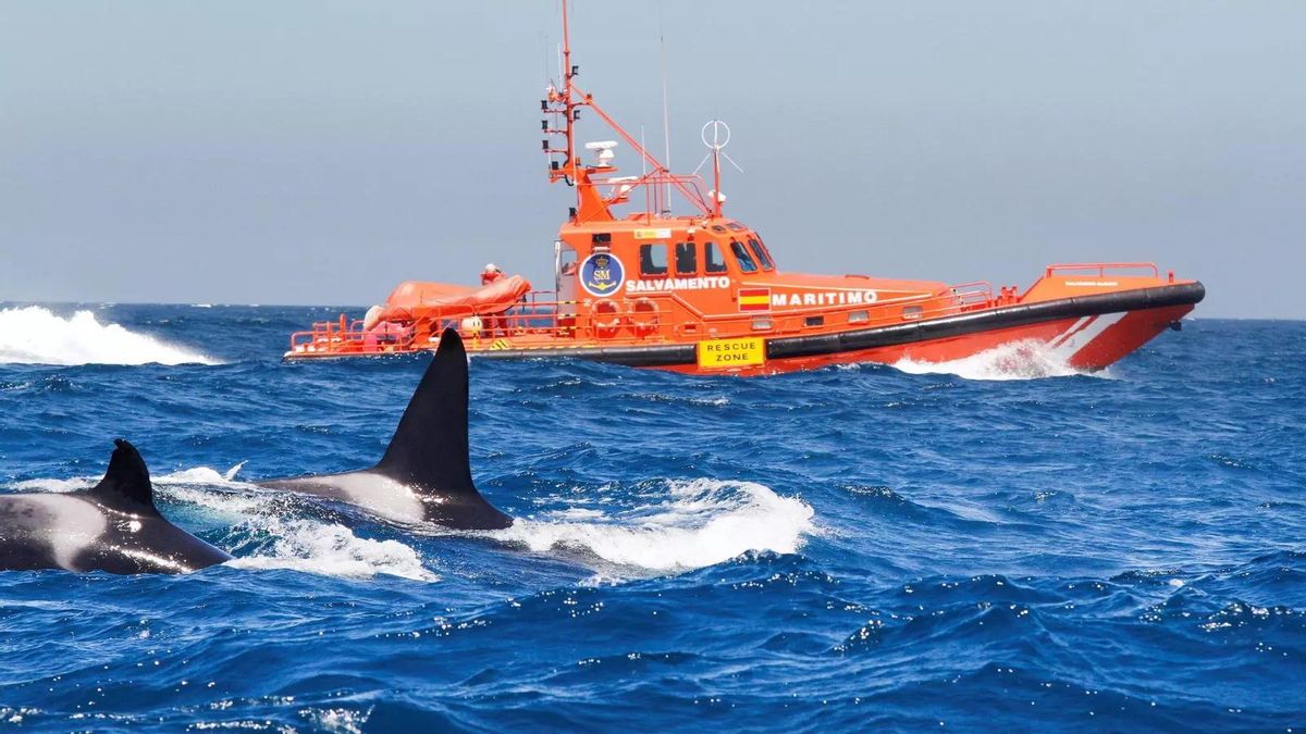 Orcas junto a una embarcación de Salvamento Marítimo.