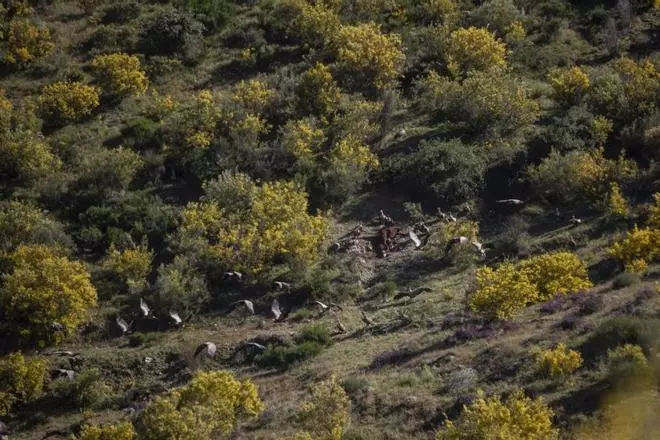 Buitres al acecho en Almaraz