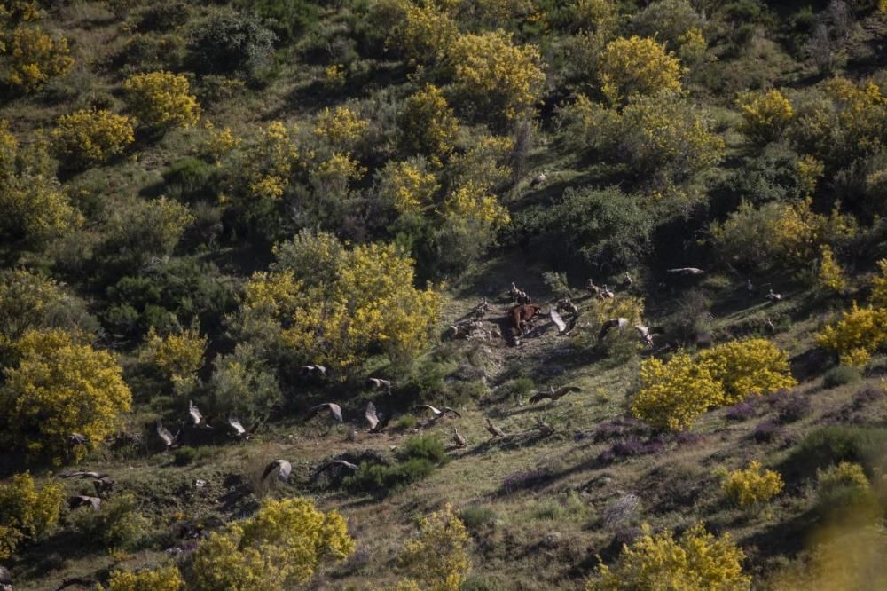 Buitres al acecho en Almaraz