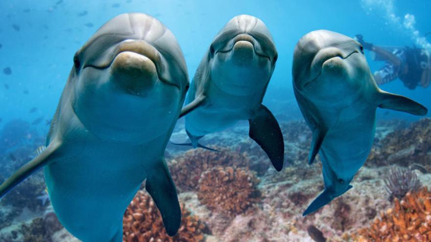 Varios delfines en una imagen de archivo.