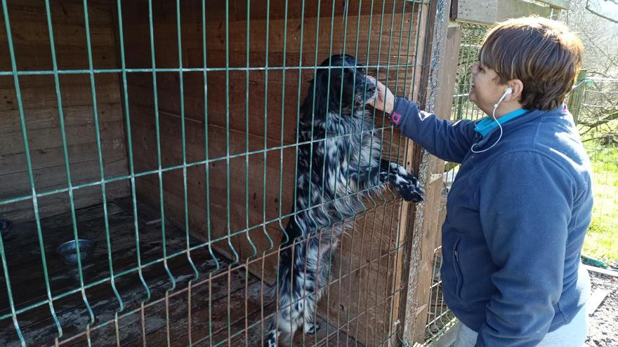 El auge de los hoteles para perros llega a Siero: la residencia de La Belga, completa de marzo a diciembre