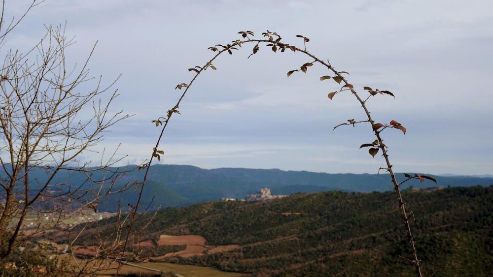 Un esbarzer emmarca el paisatge, amb el castell de Cardona de fons.