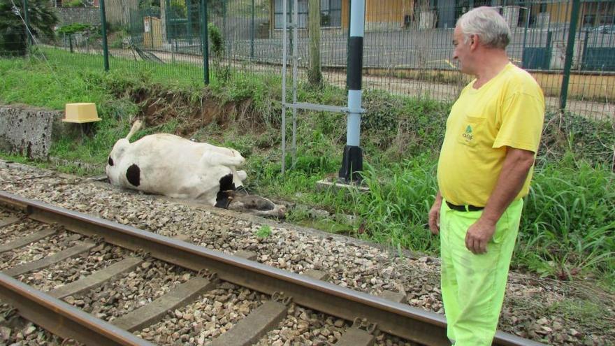 Retiran de la vía del tren una vaca que murió enfrente del tanatorio de Llanes