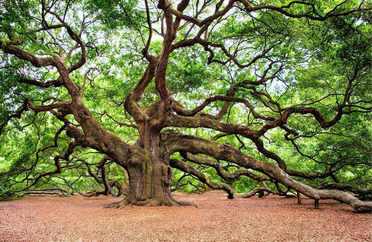 Roble centenario.