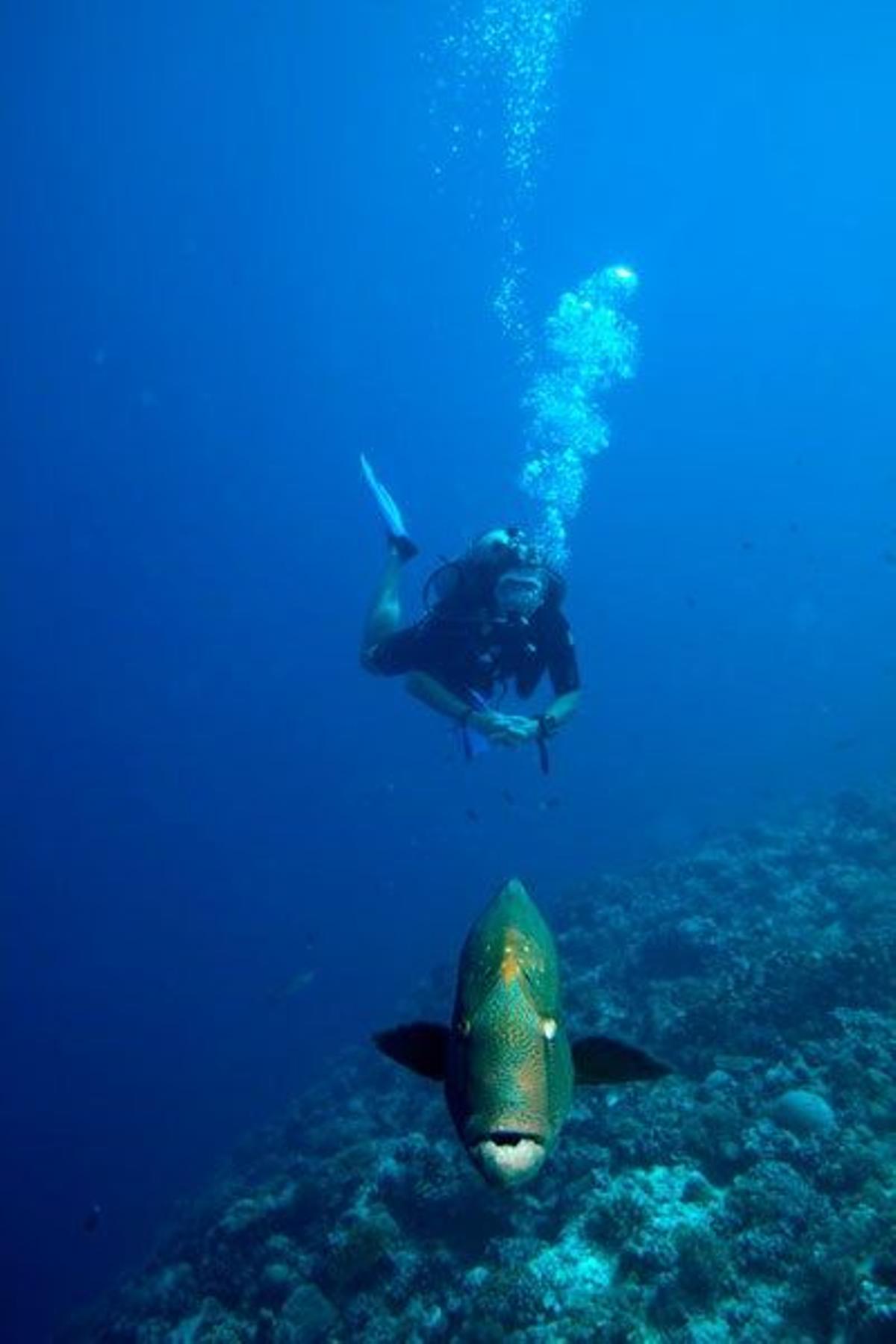 Buceador persiguiendo un pez Napoleón en Palaos.