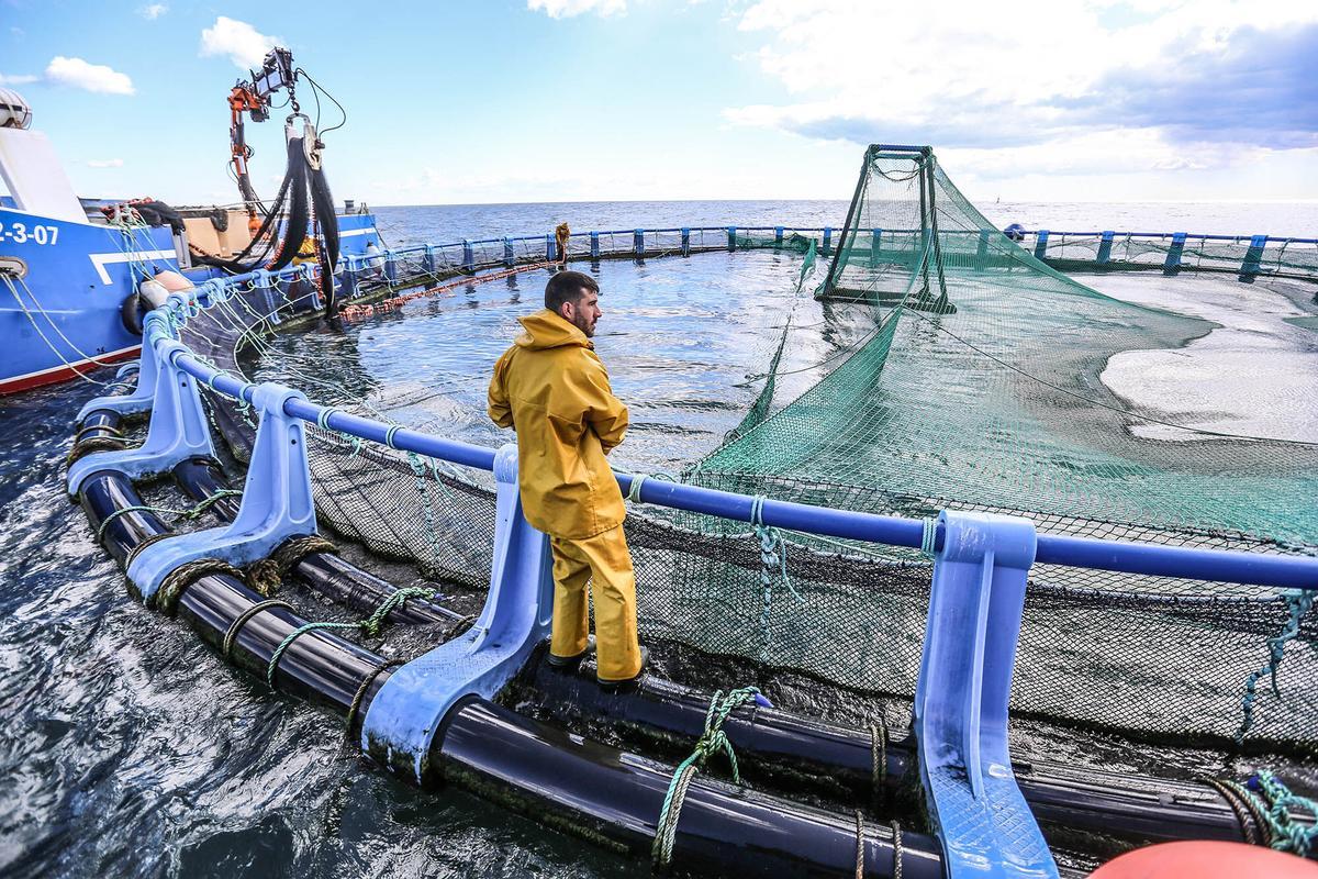 Piscifactoría en Guardamar.