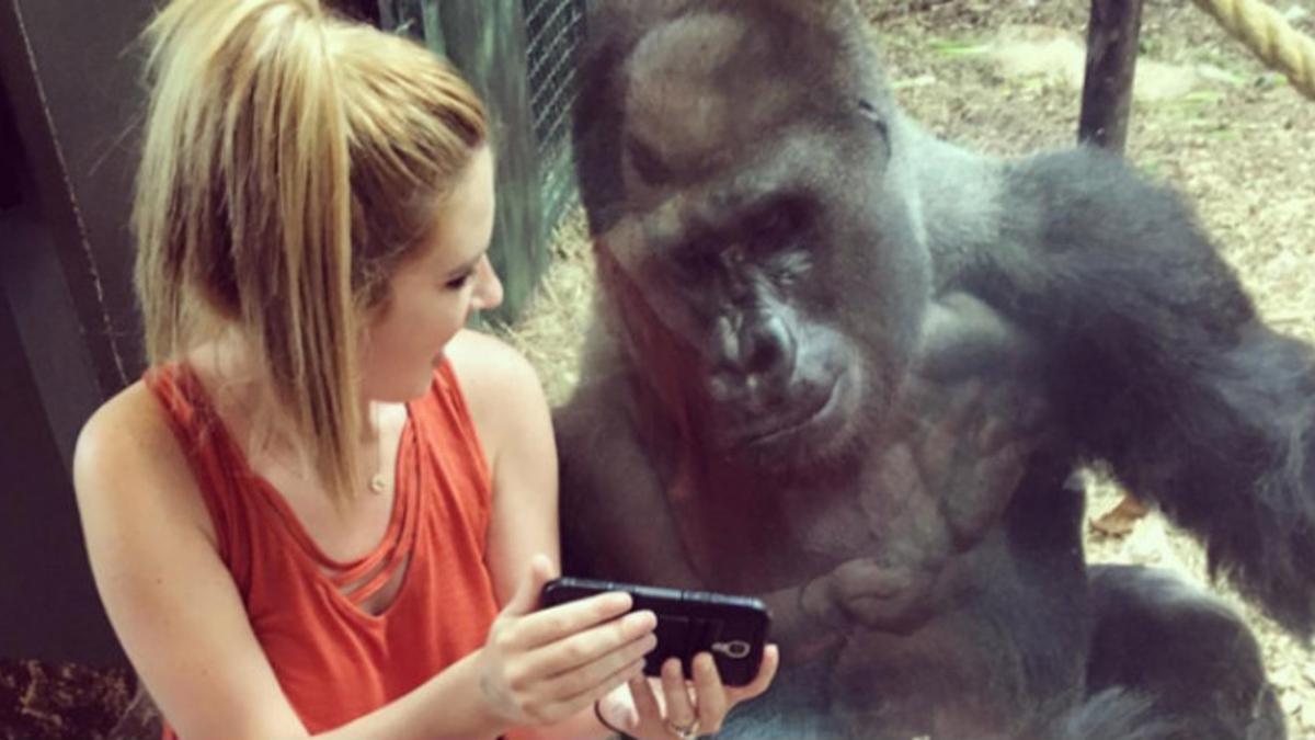 Costello y Jerani, viendo un vídeo de bebés gorilas en un 'smartphone'.