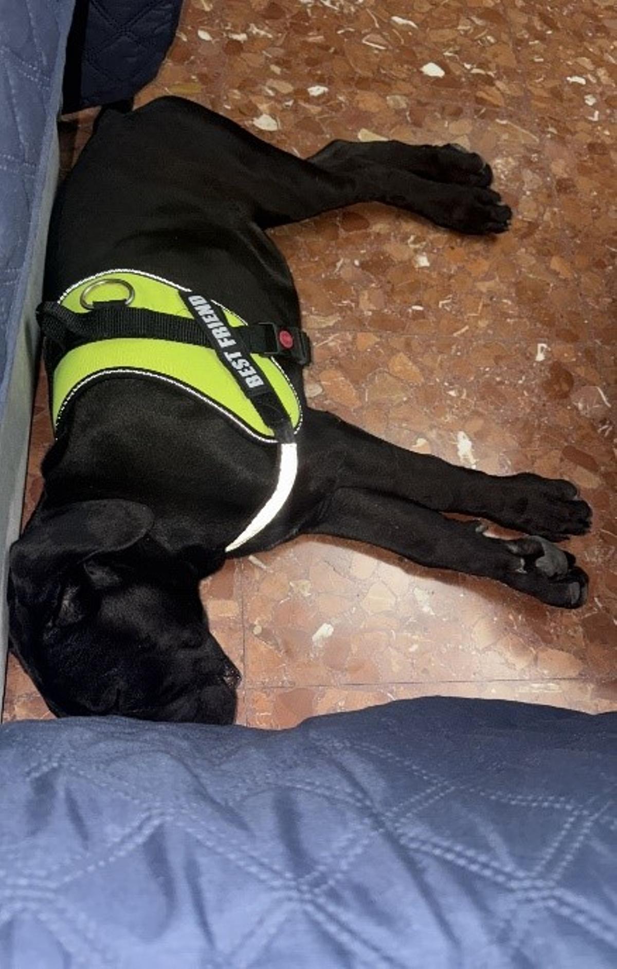Uno de los perros con el rabo amputado.
