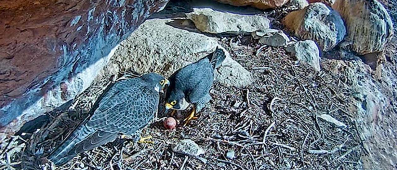 La parella de falcons seguida per webcam