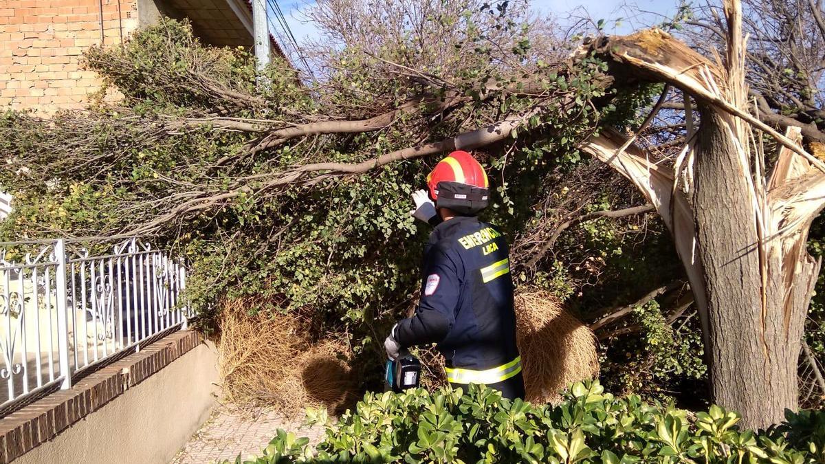 Miembros del Servicio de Emergencias retiran un árbol dañado por le viento.