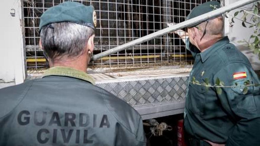 Dos agentes del Seprona inspeccionan el remolque donde está enjaulado el oso, ayer.