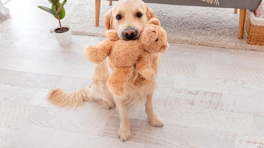 La raza de perro que recomiendan para tener en un piso: pequeño y tranquilo