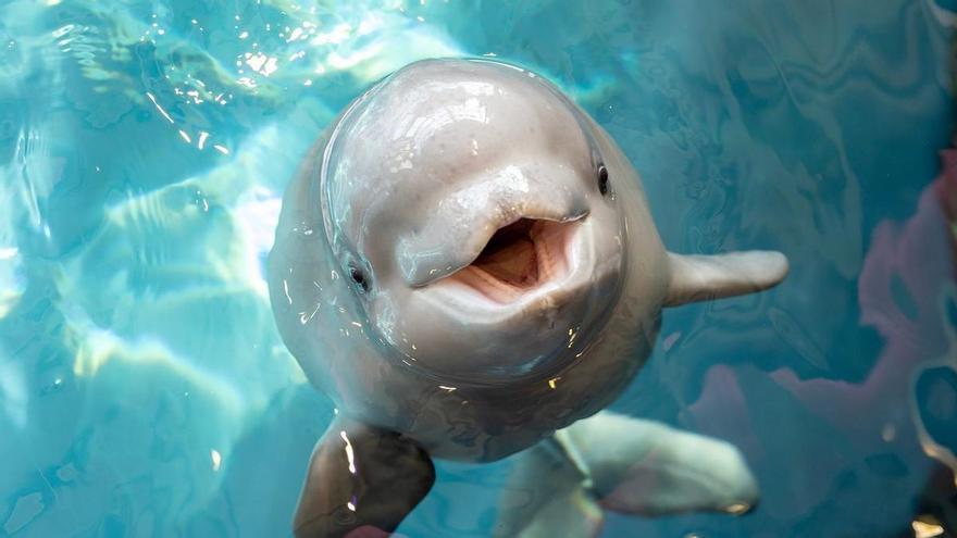 Las belugas, nuevo caso de animal con conciencia de sí mismo