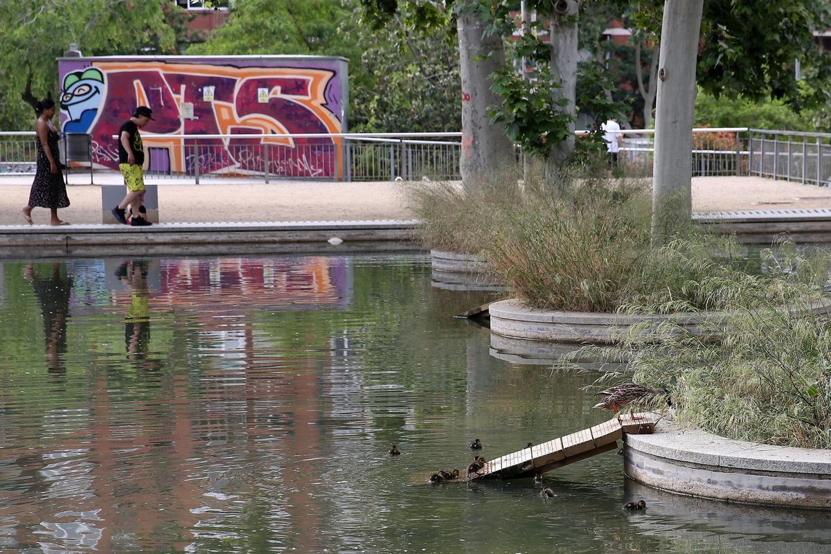 La familia de patos en el lago de los jardines del Baix Guinardó, en Barcelona.
