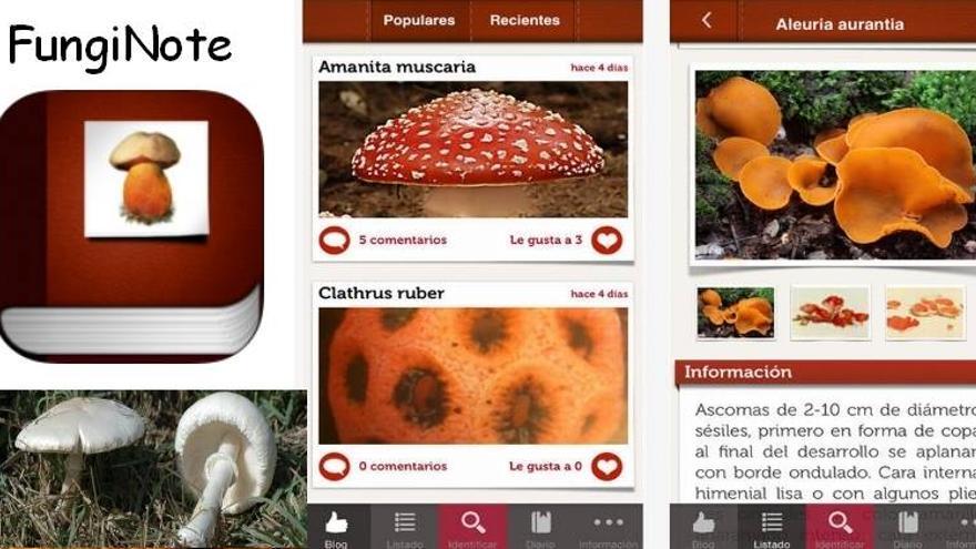 Una aplicación para móviles permitirá identificar hongos venenosos