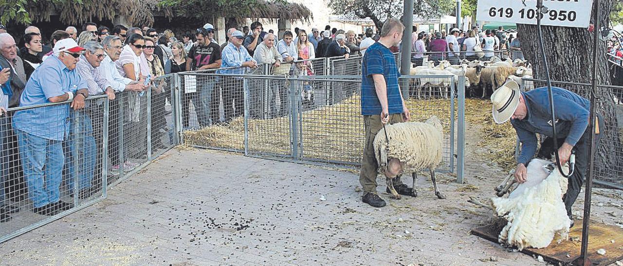 Tondre les ovelles amb lluna vella