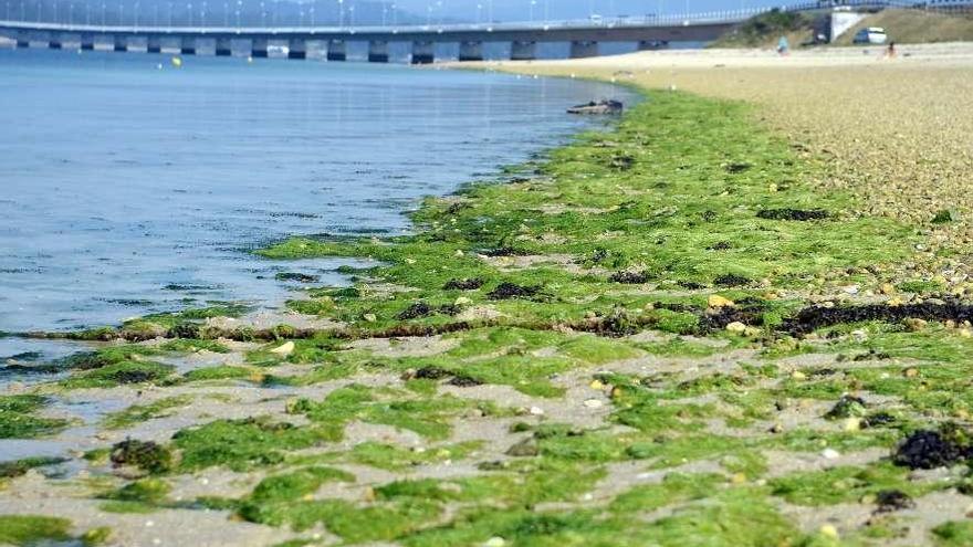 Algas en la playa de Canteira do Bao, en A Illa de Arousa. // Noé Parga