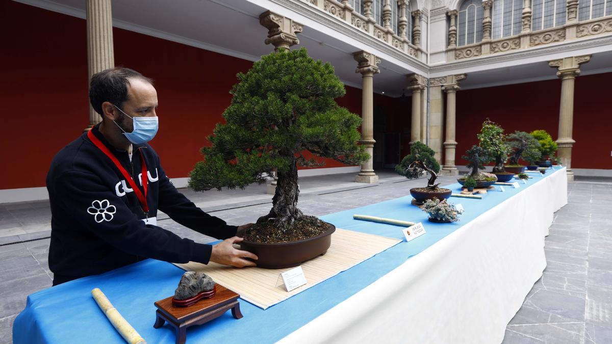 La exposición de bonsáis ya se puede visitar en el patio del Museo de Zaragoza.