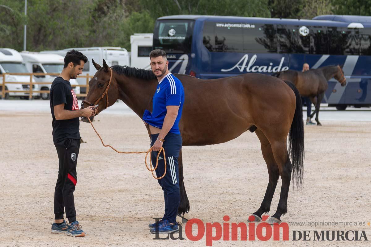 Control veterinario de los Caballos del Vino en Caravaca