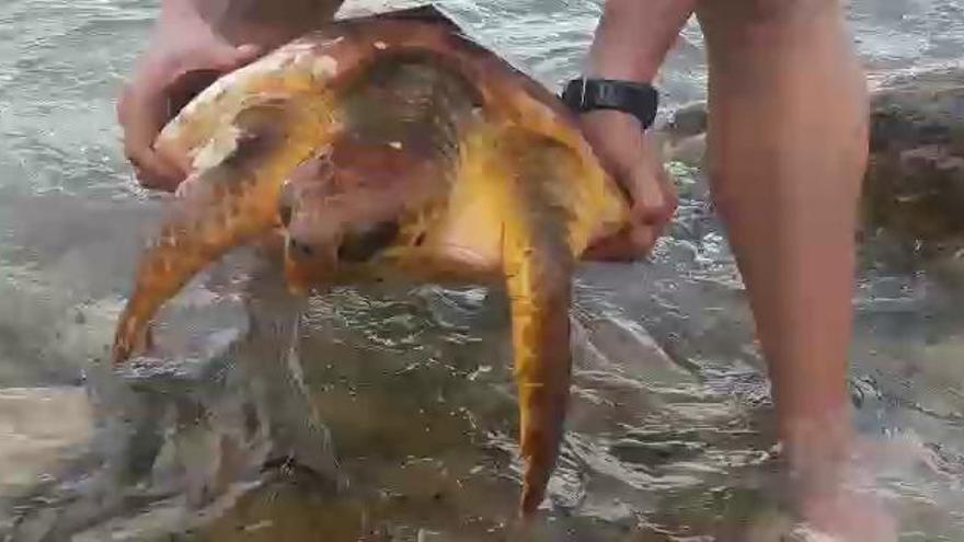 La Policía Local rescata a dos tortugas bobas en la playa de San Juan