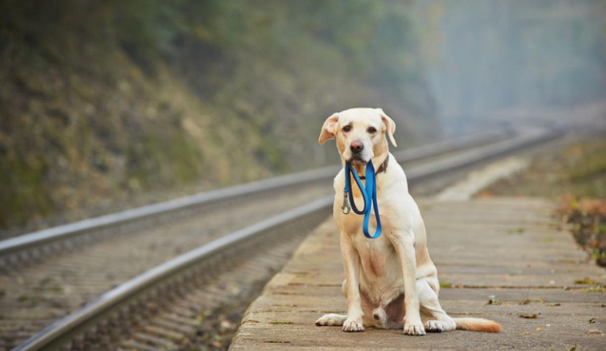 El destino de los animales sin compañía