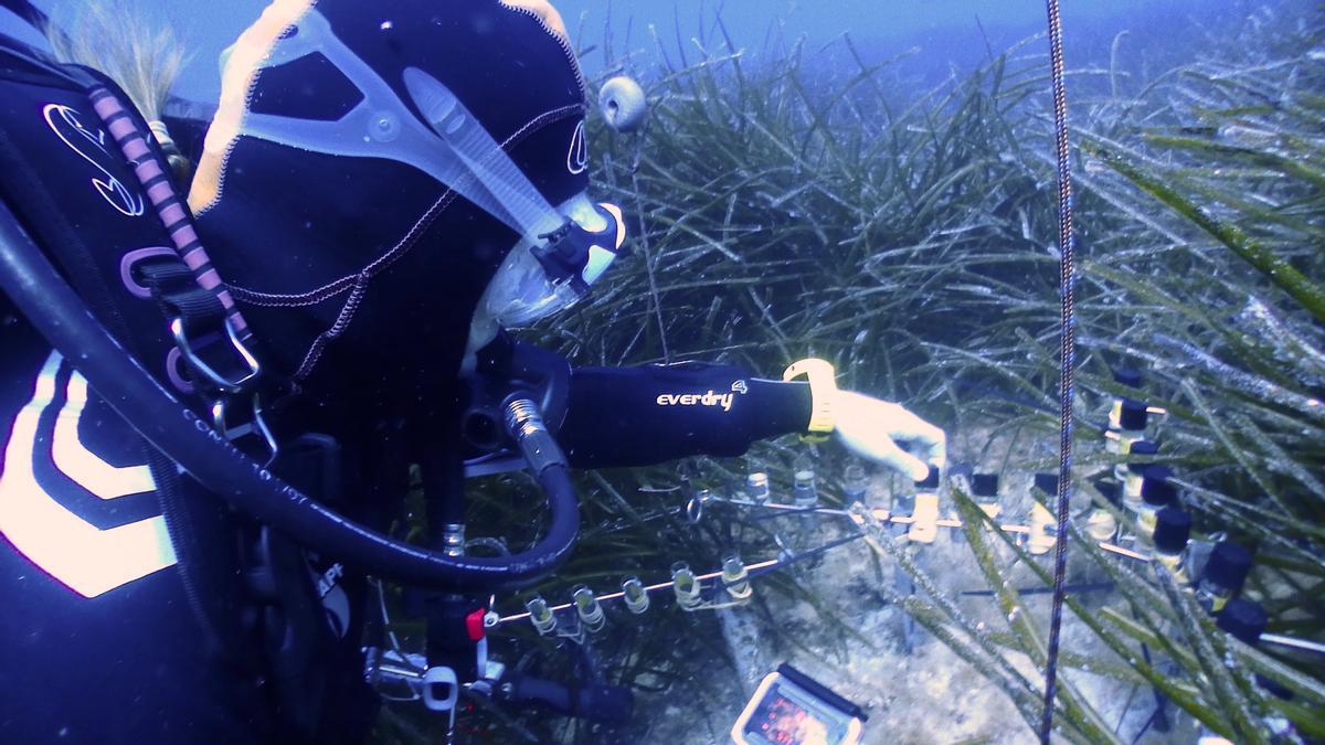 Trabajo en las praderas de posidonia