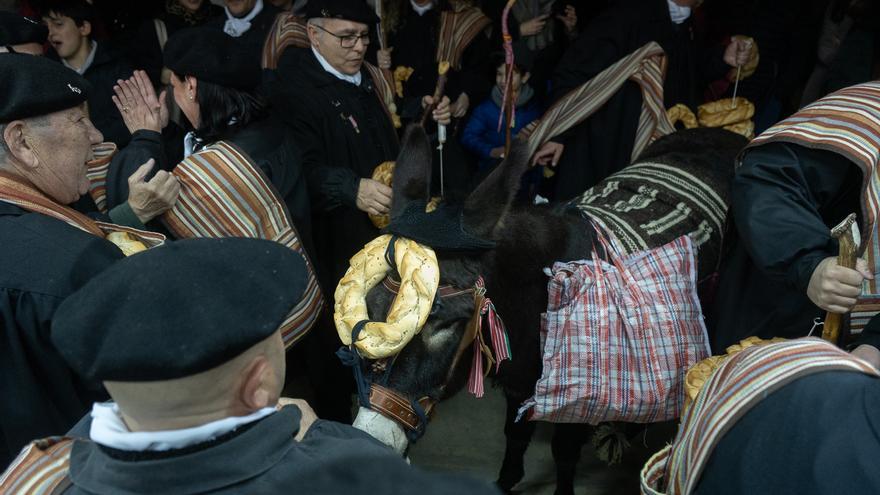 Burros, roscas y perros policía: Zamora festeja a San Antón