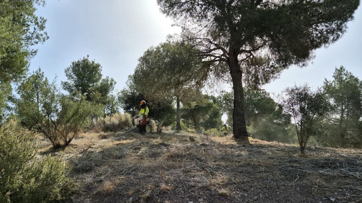 Trabajos selvícolas desarrollados a inicios de verano en el Majal Blanco.