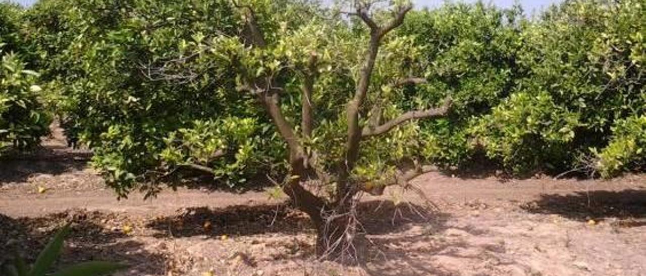 Una plaga de topillos amenaza la cosecha de naranjas en la Ribera