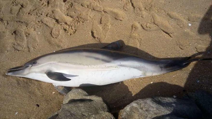 Hembra de delfín común de 1,65 metros hallado muerto en Baroña el pasado martes.